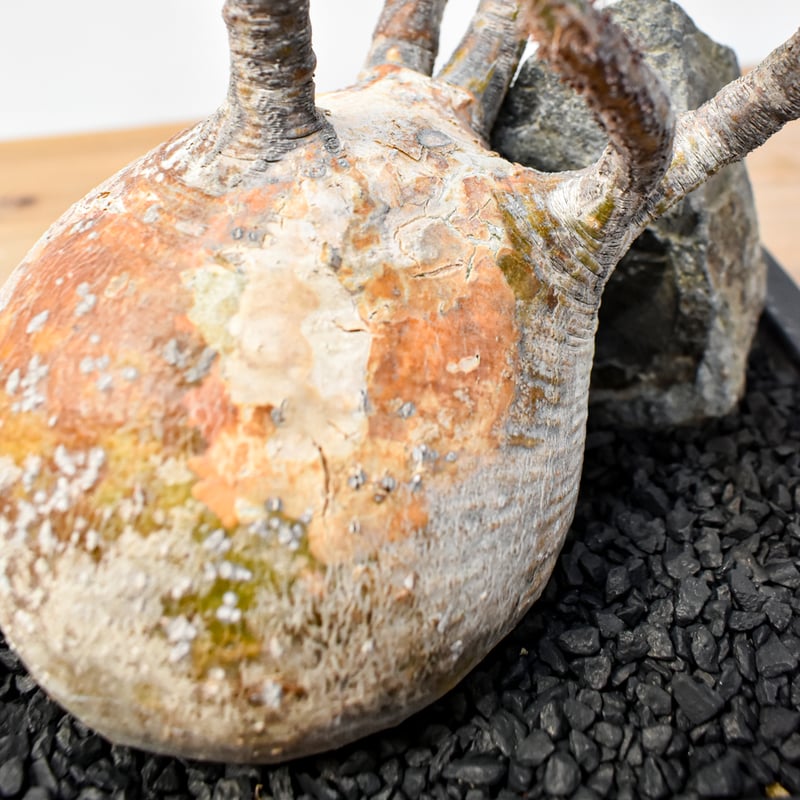 パキポディウム グラキリス(左のみ) WACK” ON YOUR SIDE】パキポディウム グラキリス WACK-B085 |