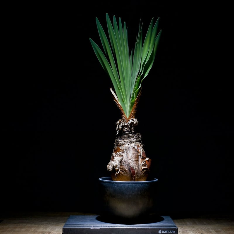 【発根済み】【夏型】ブーファン•ディスティチャ ブーファン ディスティチャ 【発根済み】HK2401935(T) | RAFLUM