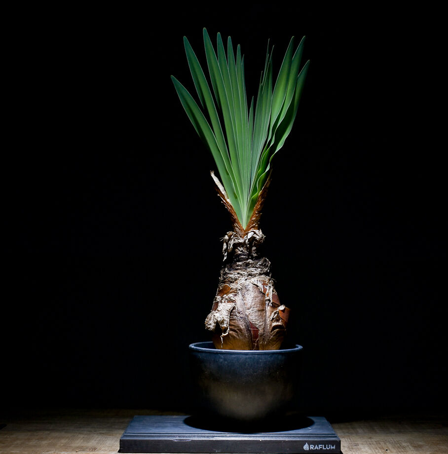 送込 超希少種 ユーフォルビア フスカ 蛮蛇頭 発根済 デセプタ クラシ