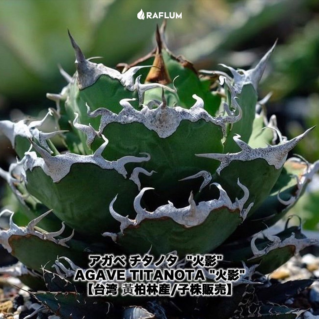 アガベ チタノタ 