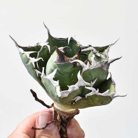 アガベ チタノタ “精品白鯨” 【台湾 dragon agave産/抜き苗/中株】DG2402290(T)