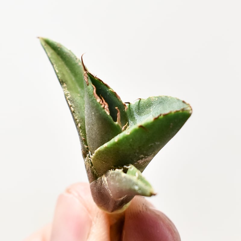 アガべ チタノタ 