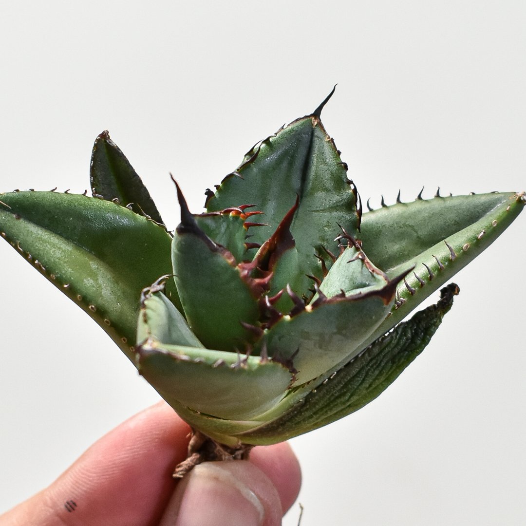 goodtaniku】アガベ チタノタ 超人気シャチ/虎鯨 台湾TC馴化済 【公式