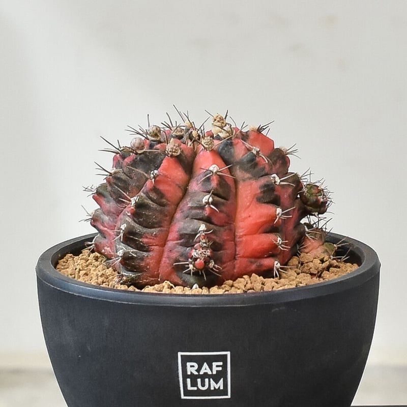 多肉植物　ギムノカリキウム　ミハノビッチ錦　微根 ギムノカリキウム ミハノビッチ 