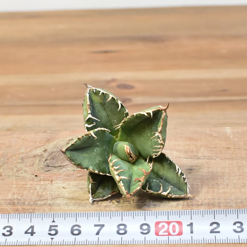 アガベチタノタ 麻花 台湾趣味家産 アガベチタノタ 麻花 台湾趣味家産