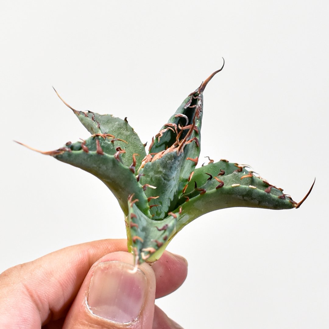 ユタエンシス エボリスピナ×ブラックアンドブルー【カリフォルニア産