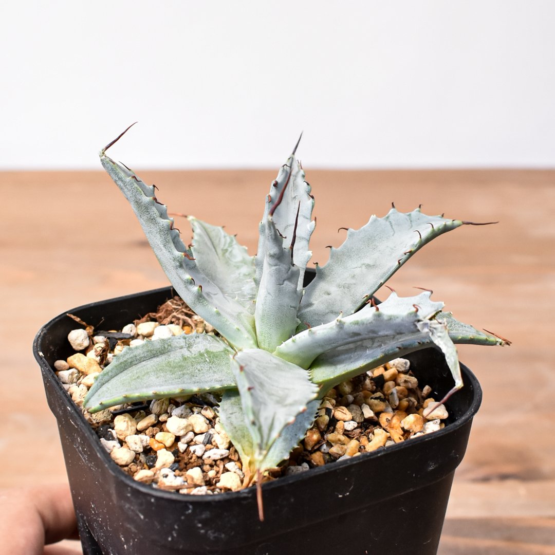 アガベ ハイブリッド　多肉植物 雷帝　ユタエンシス fit=scale-down,w=1200