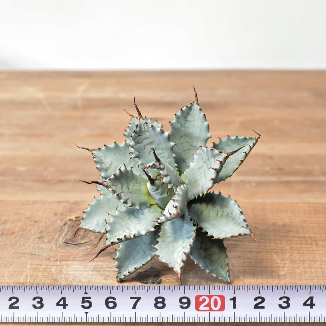 アガベ ハイブリット 特白肌怒雷神×象牙妖炎（陽炎エボリ）【台湾