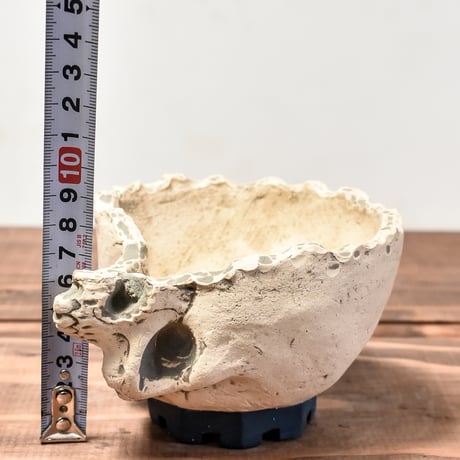 Matasuke Tatsumi（TEATOYA'S GALLERY）【Skull half face pot WHITE】RFMT24007(T)