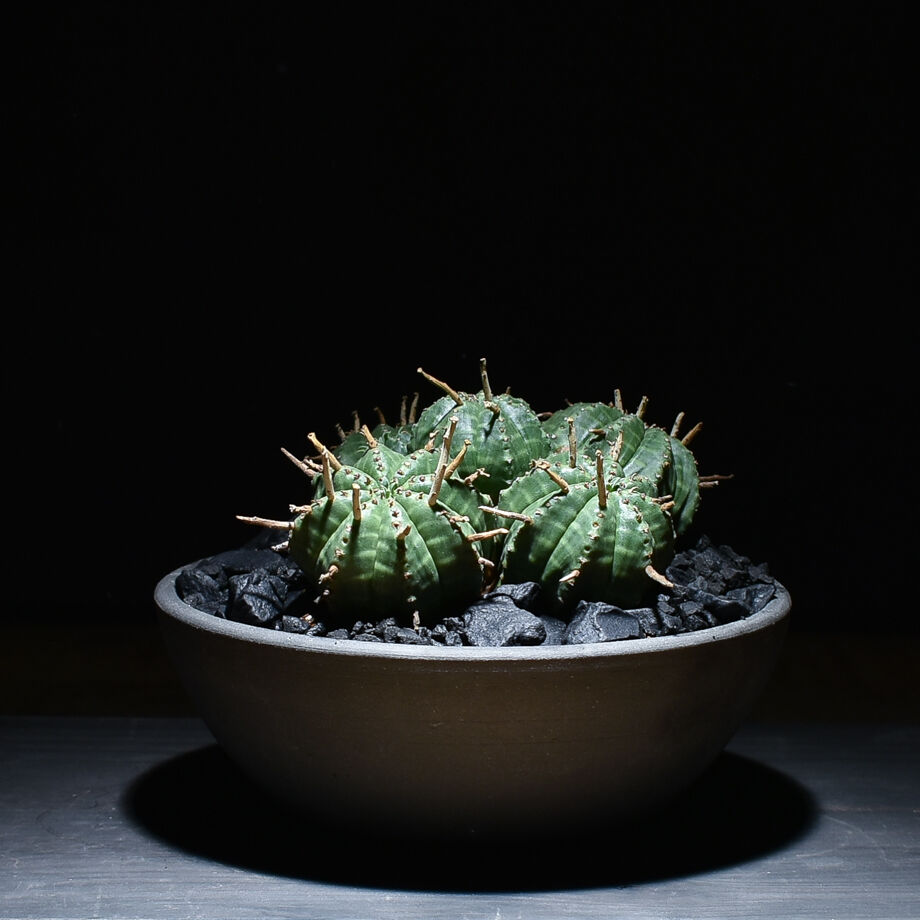 ユーフォルビアバリダ　確認用 ユーフォルビア・バリダ 多頭 / 8頭 