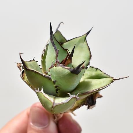 アガベ チタノタ パンダ  "熊猫 "【台湾産/子株/抜き苗販売】DG2400971