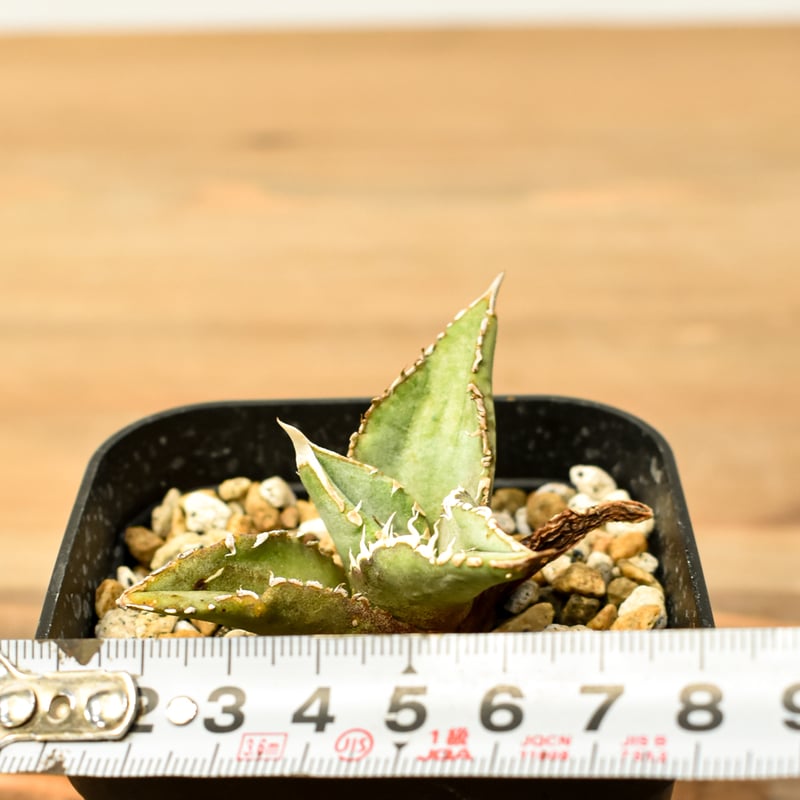 アガベ チタノタ 