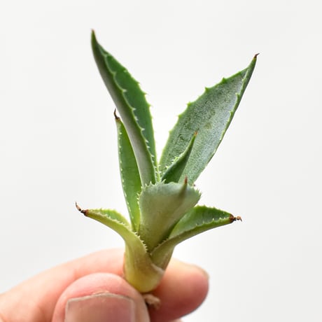 【専用】agave X仔株 アガベ Dennis hybrid ホリダ×鬼爪（026） 