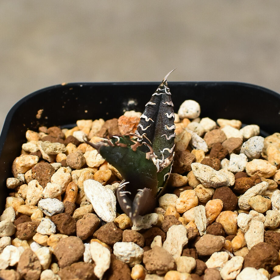 アガベ チタノタ 