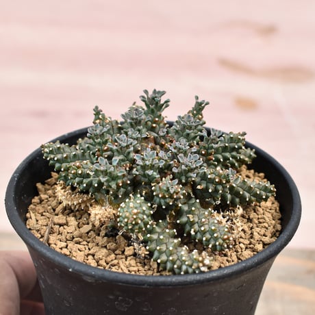 ユーフォルビア アトロビリディス 【実生】RFHK-206