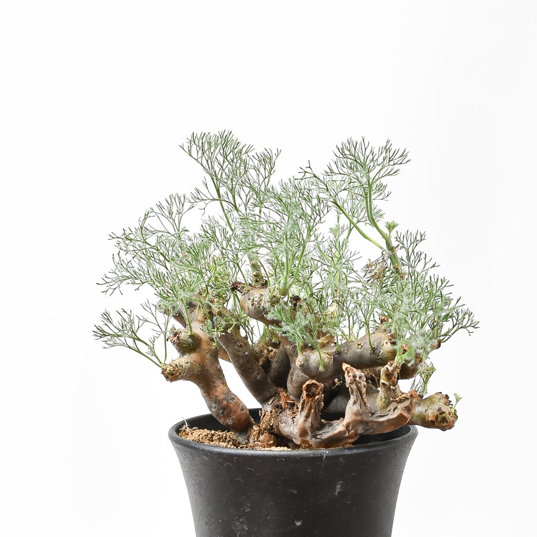 サルコカウロン ムルチフィズム 