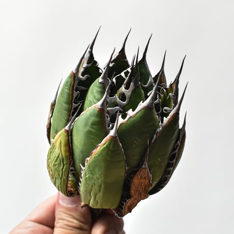 アガベ 精品ホリダ "精品狂刺霍利達"【台湾 dragon agave産/中株/抜き苗】A94