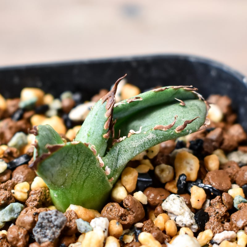 アガベ チタノタ 