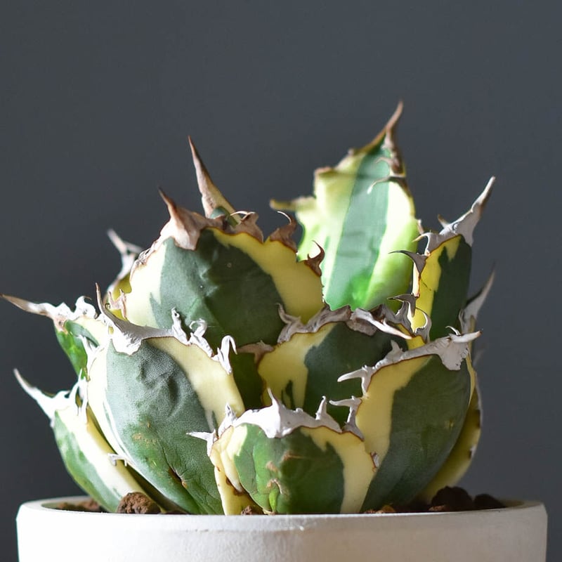 アガベ エボリスピナ/スナグルトゥース/白犀牛 アガベ チタノタ