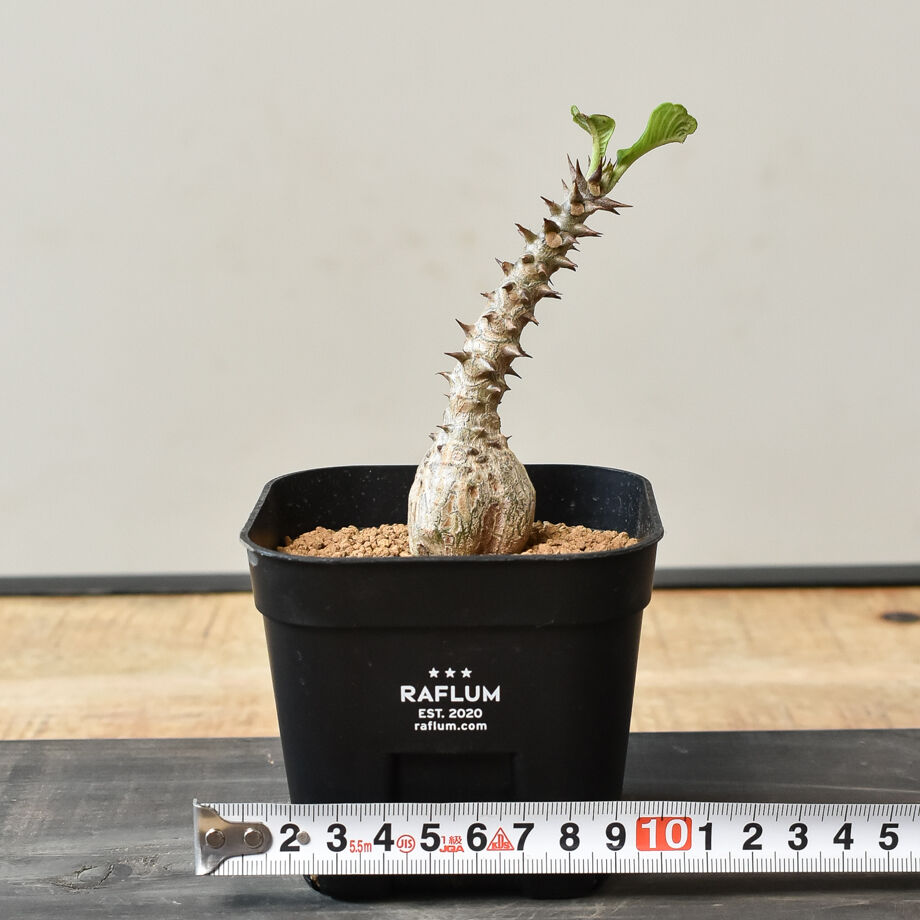 Pachypodium windsorii(B) 輸入種子20粒 塊根植物