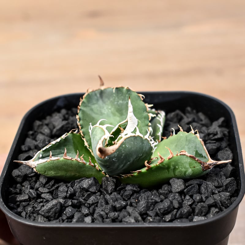 アガベ チタノタ 