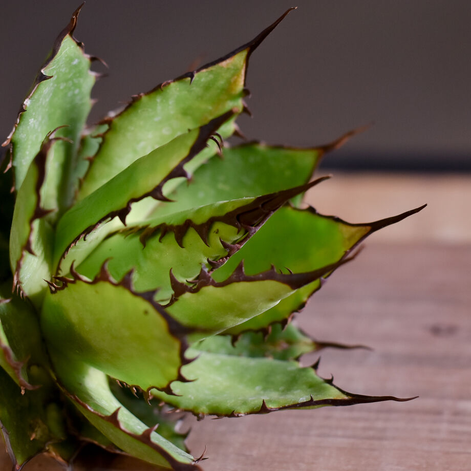 アガベ ホリダ（抜き苗）【早い者勝ち！輸入したばかりの