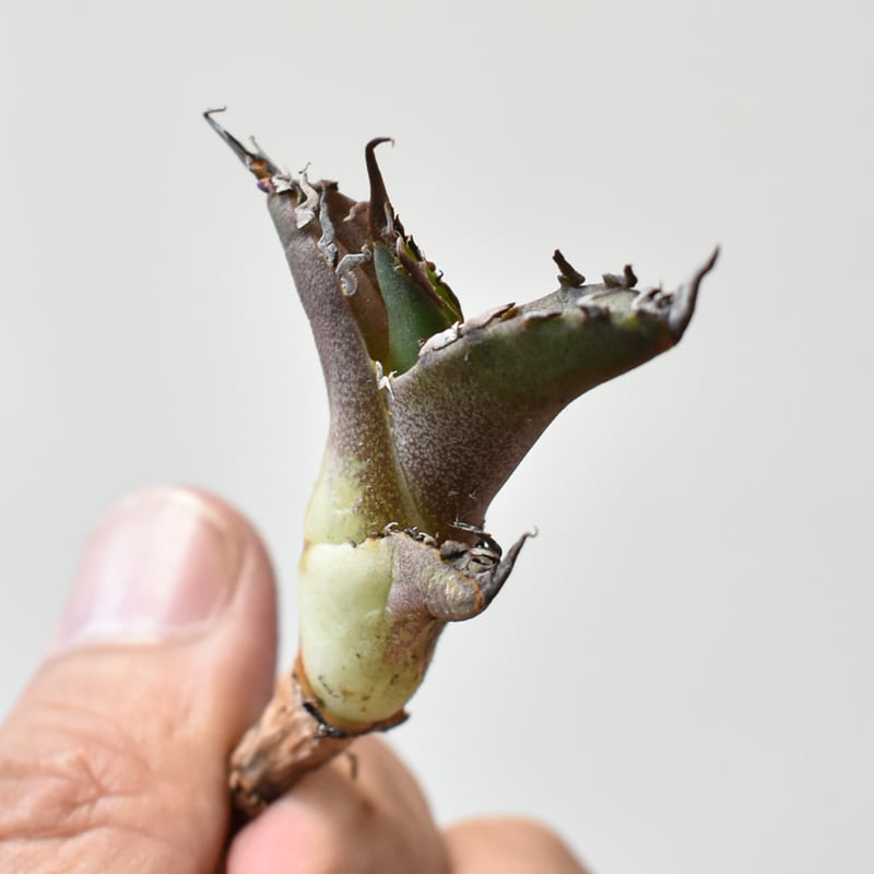 RAFLUM特選】アガベ チタノタ シーザー 