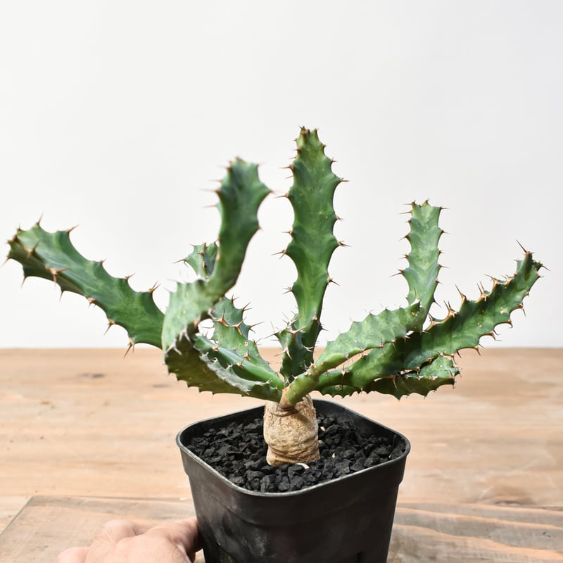 ユーフォルビア クラビゲラ【実生】 RFHK25011506 | RAFLUM / ラフラム