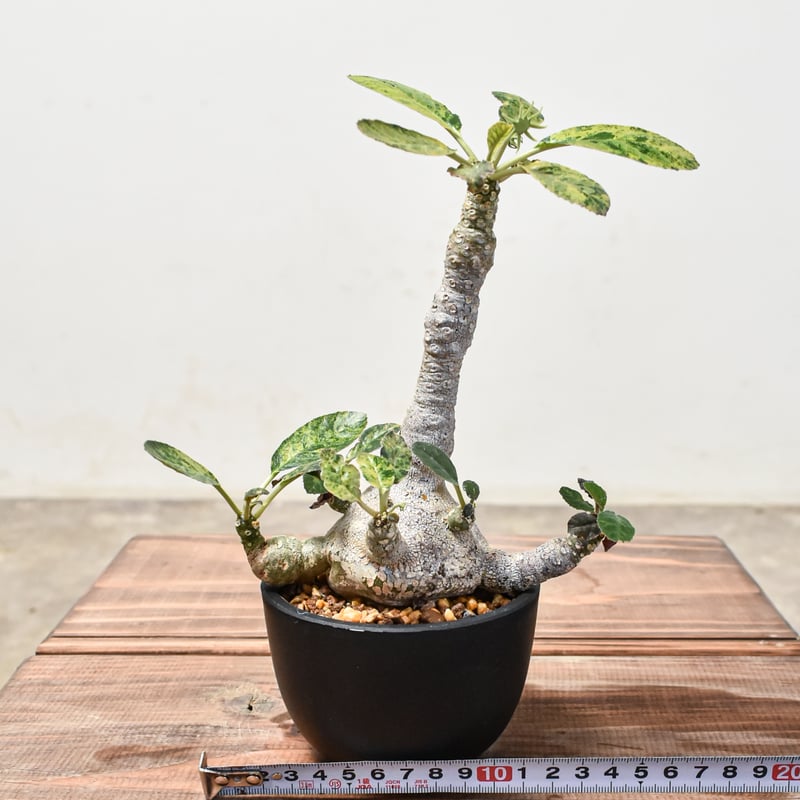 ドルステニア フォエチダ【発根済み】GM2401746 | RAFLUM