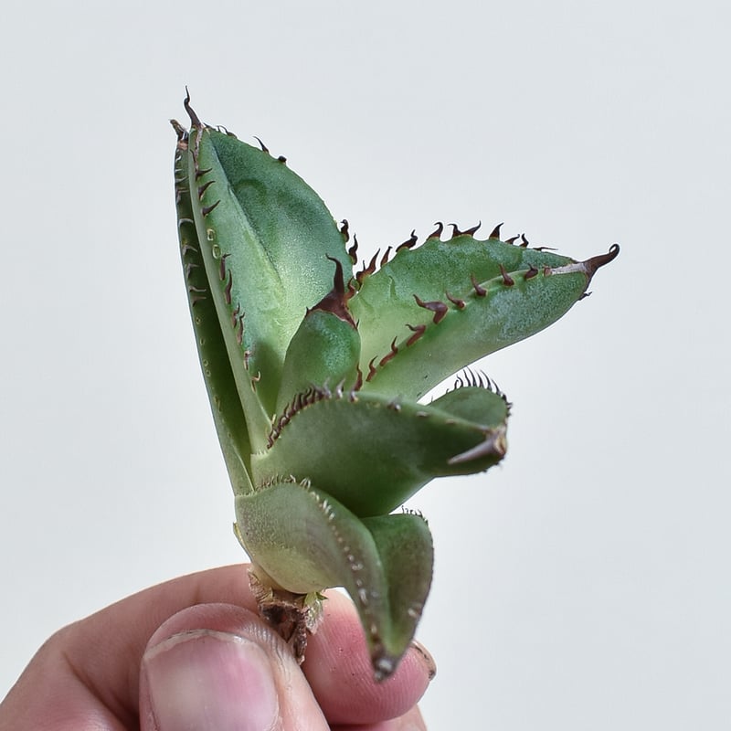 アガベ チタノタ 