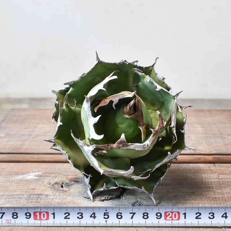 アガベチタノタDragon Agave クラブ　螃蟹 アガベ チタノタ クラブ 