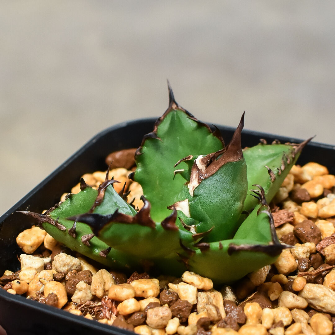 アガベ チタノタ　ドワーフ こんにちは、カメオです＼(^o^)／ 🌵【幻のアガベ？ チタノタ