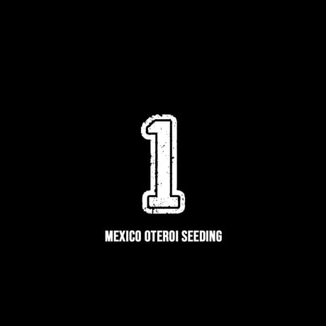 【RAFLUM育成株 5個セット】アガベ Mexico oteroi seeding / オテロイ実生 メキシコ産  【RAFLUM産/実生/子株】E