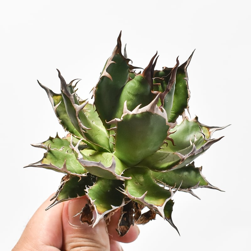 国内実生最高峰】アガベ ホリダ【OSPセレクト株 / 抜き苗 / 実生】31