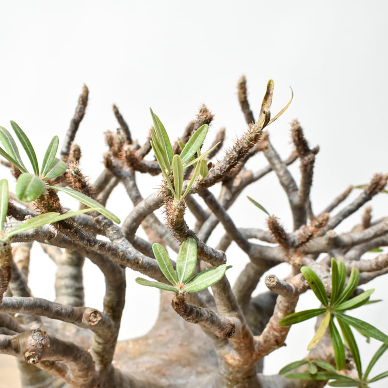 RAFLUMコレクション】パキポディウム グラキリス 