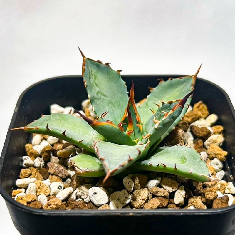 妖炎×黒帝斬　エボリスピナ×ハデス　子株　ハイブリッド　専用 妖炎×黒帝斬 エボリスピナ × ハデス 子株 ハイブリッド 専用 妖炎×黒帝