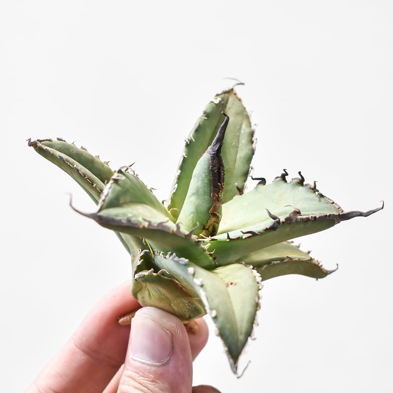 アガベ チタノタ シャークソード 