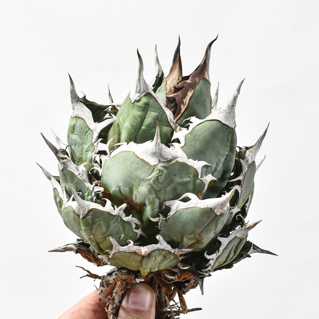 アガベ ノコギリ鋸歯がヤバいオテロイ実生の小株 アガベ ノコギリ鋸歯がヤバいオテロイ実生の小株 【公式通販】