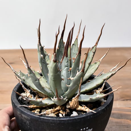 CATEGORY アガベ チタノタ DENNIS020 | RAFLUM / ラフラム｜東京