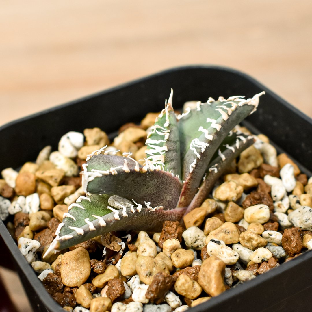 アガベ チタノタ ゴジラ 