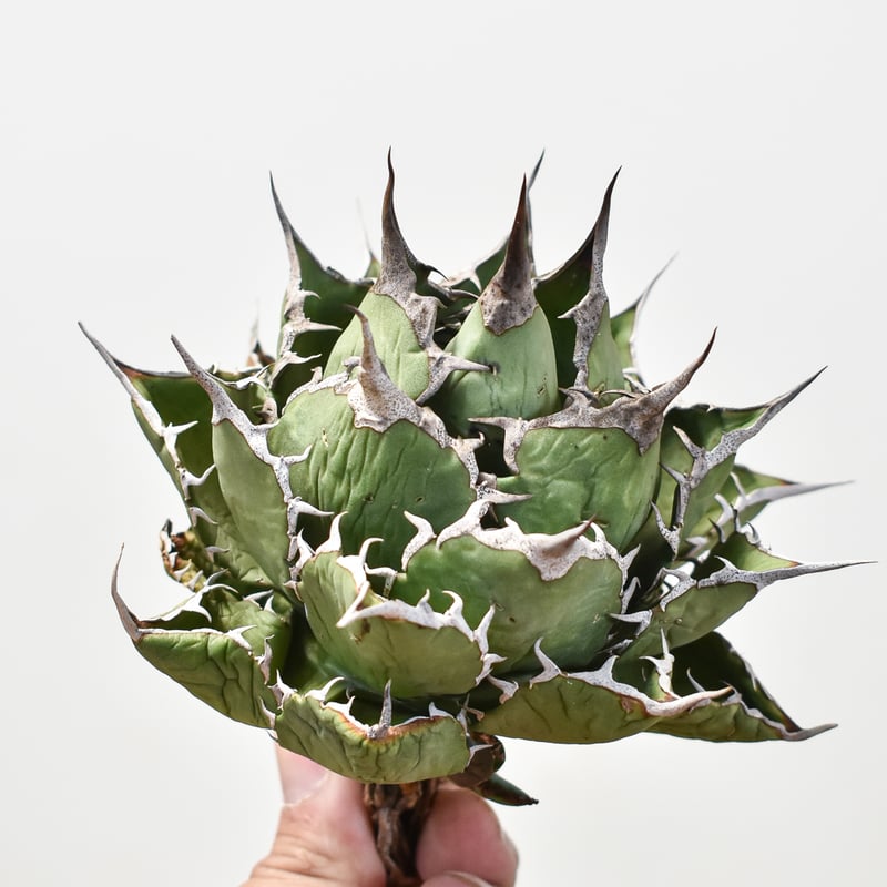 アガベ チタノタ 窮奇 👹👹【窮奇】👹👹 ❗️❗️❗️ #龍園觀 #窮奇 #翼竜 #南アフリカダ