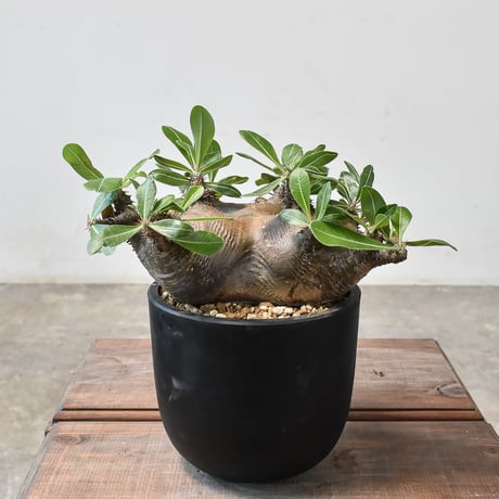 マカイエンセ　発根済　塊根植物 現地球・発根済】パキポディウム マカイエンセM 鉢付き 塊根植物