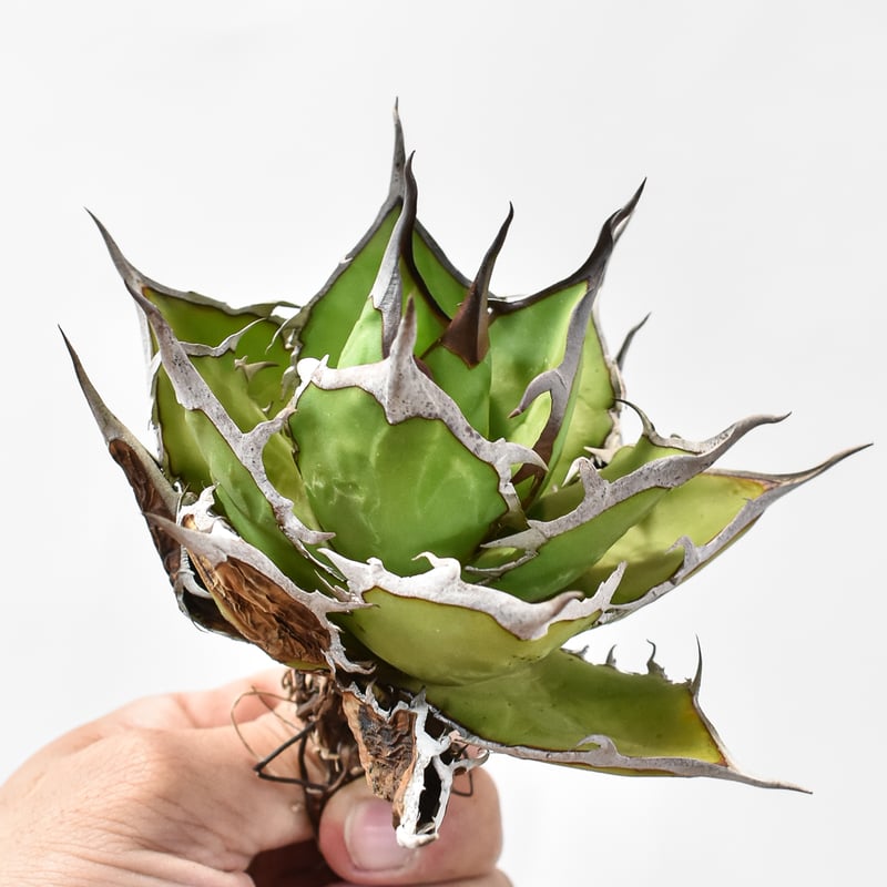 初出し 希少株 アガベ ハイブリッド チタノタ × ホリダ '水の通り道' 子株 初出し 希少株 アガベ ハイブリッド チタノタ × ホリダ ´水の通り道