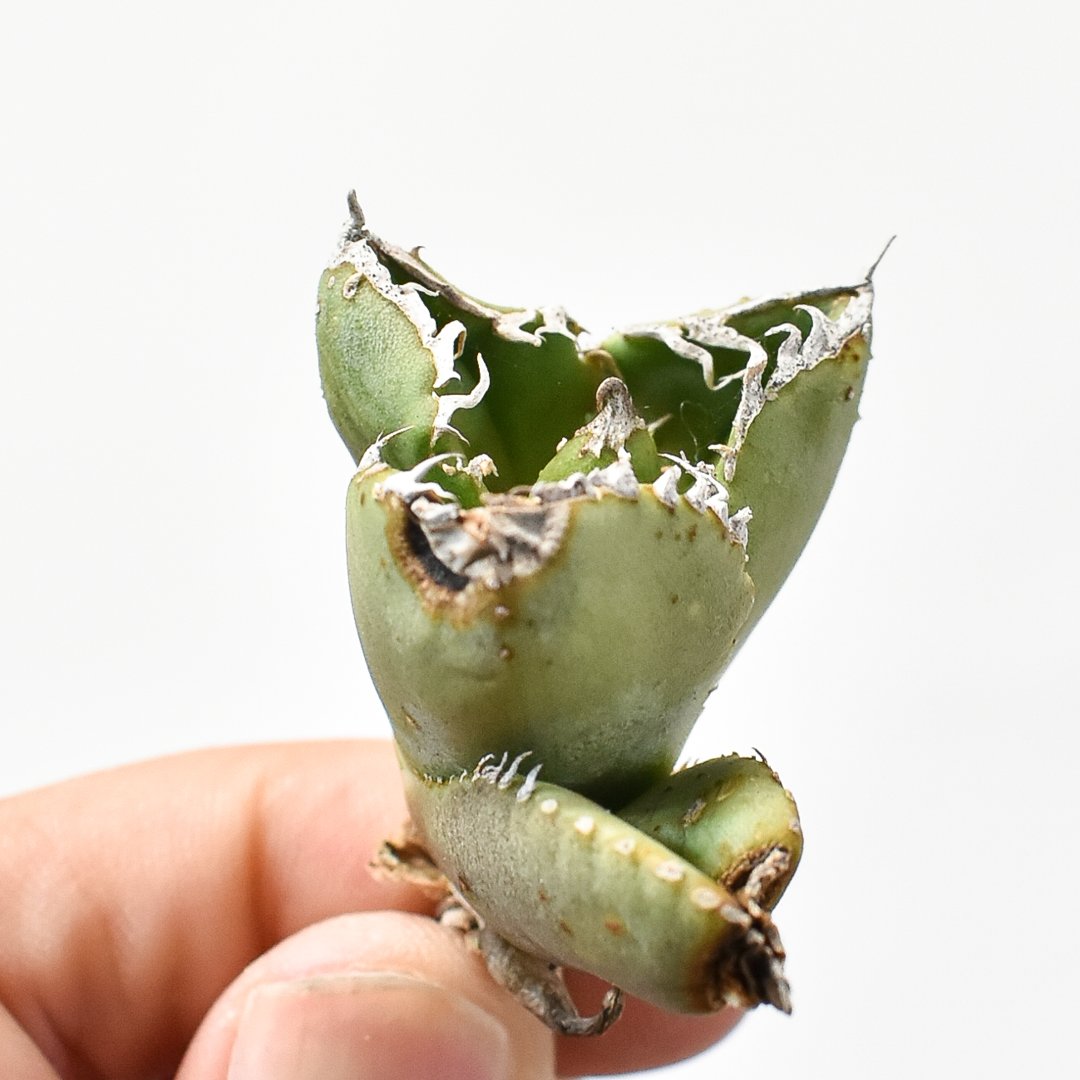 アガベ チタノタ 麻花龍 【台湾 berlin産/子株/抜き苗】C