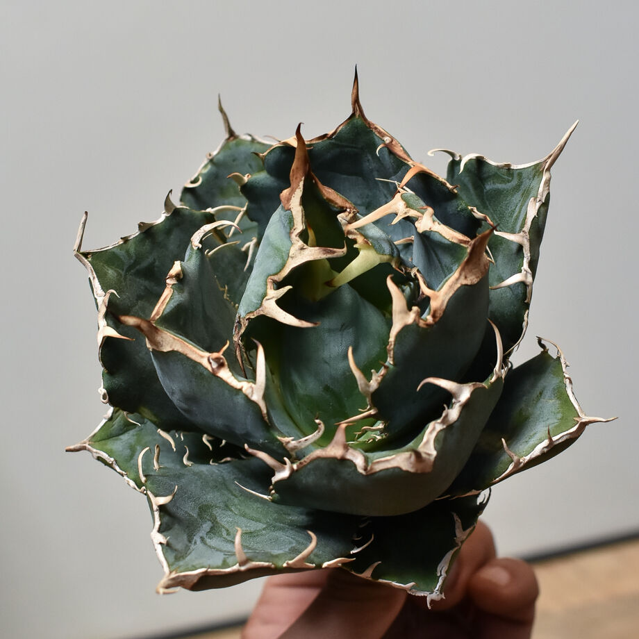 ［親株］アガベチタノタ白鯨　抜き苗発送 アガベ チタノタ 白鯨 