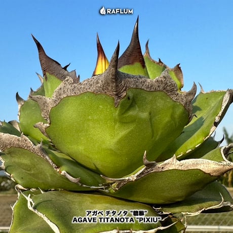 アガベ チタノタ "貔貅"【台湾 dragon agave産/TC子株/抜き苗】139(T)