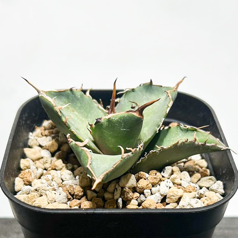 アガべ チタノタ 