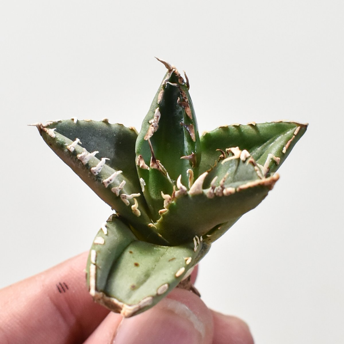 【厳選】チタノタ 狼人 アガベ ◇厳選◇アガベ・チタノタ 狼人（小株）-034｜agave titanota
