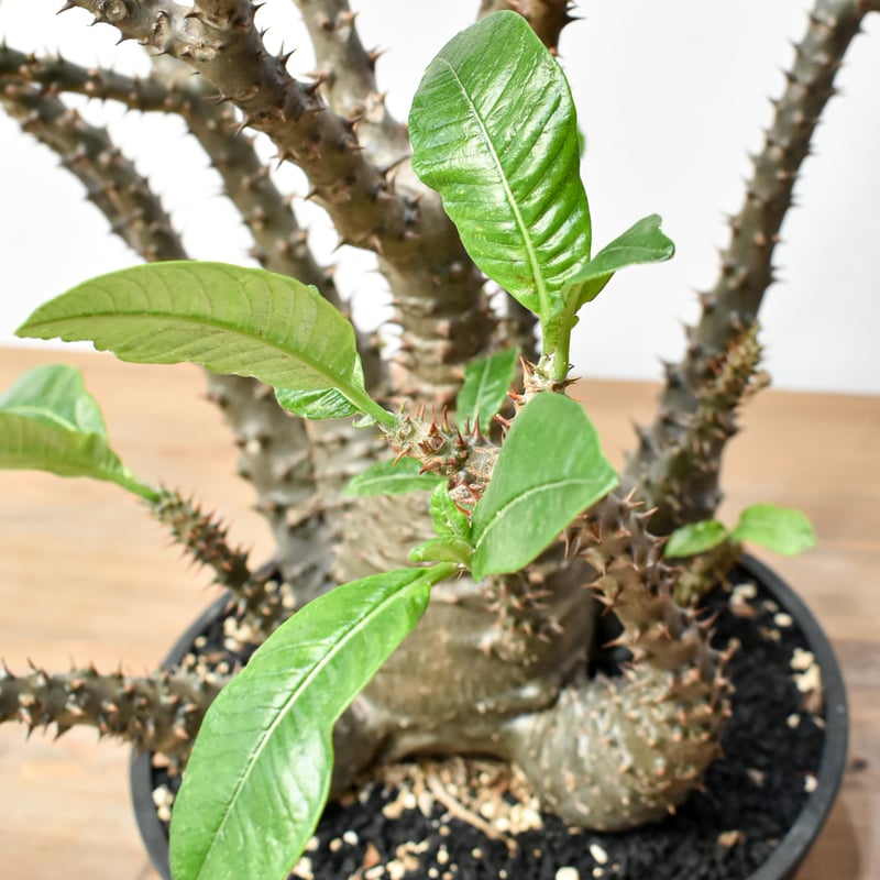 ウィンゾリー　　現地株 現品限り】パキポディウム・ウィンゾリー 大株 実生【B79