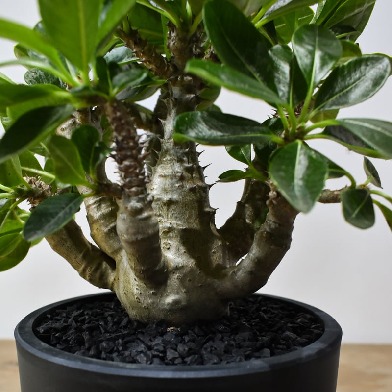 パキポディウム ウィンゾリー 